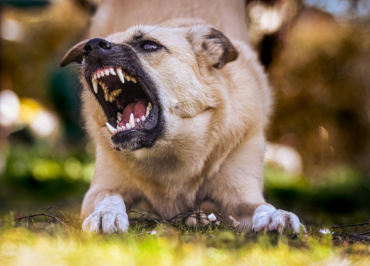 White and brown short-coated dog lying on green grass during daytime
